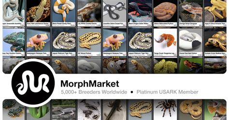 Get in Touch with Us. . Morph market